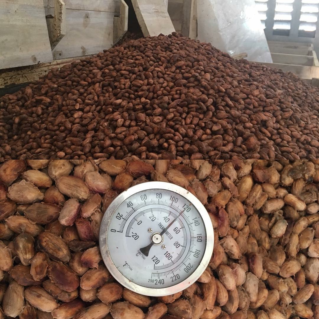 haiti-cocoa-fermentation-pisa.jpg